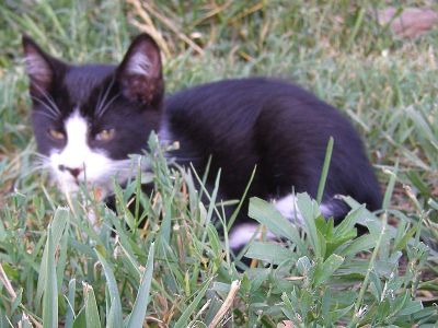 hiding in grass